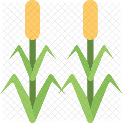 Corn Field Icon - Corn Field Icon (512x512)
