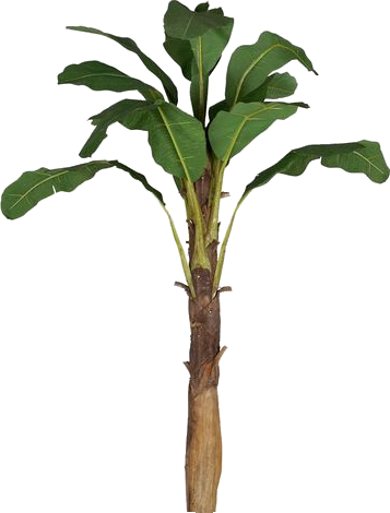 Fondo - - Palm Trees (357x470)