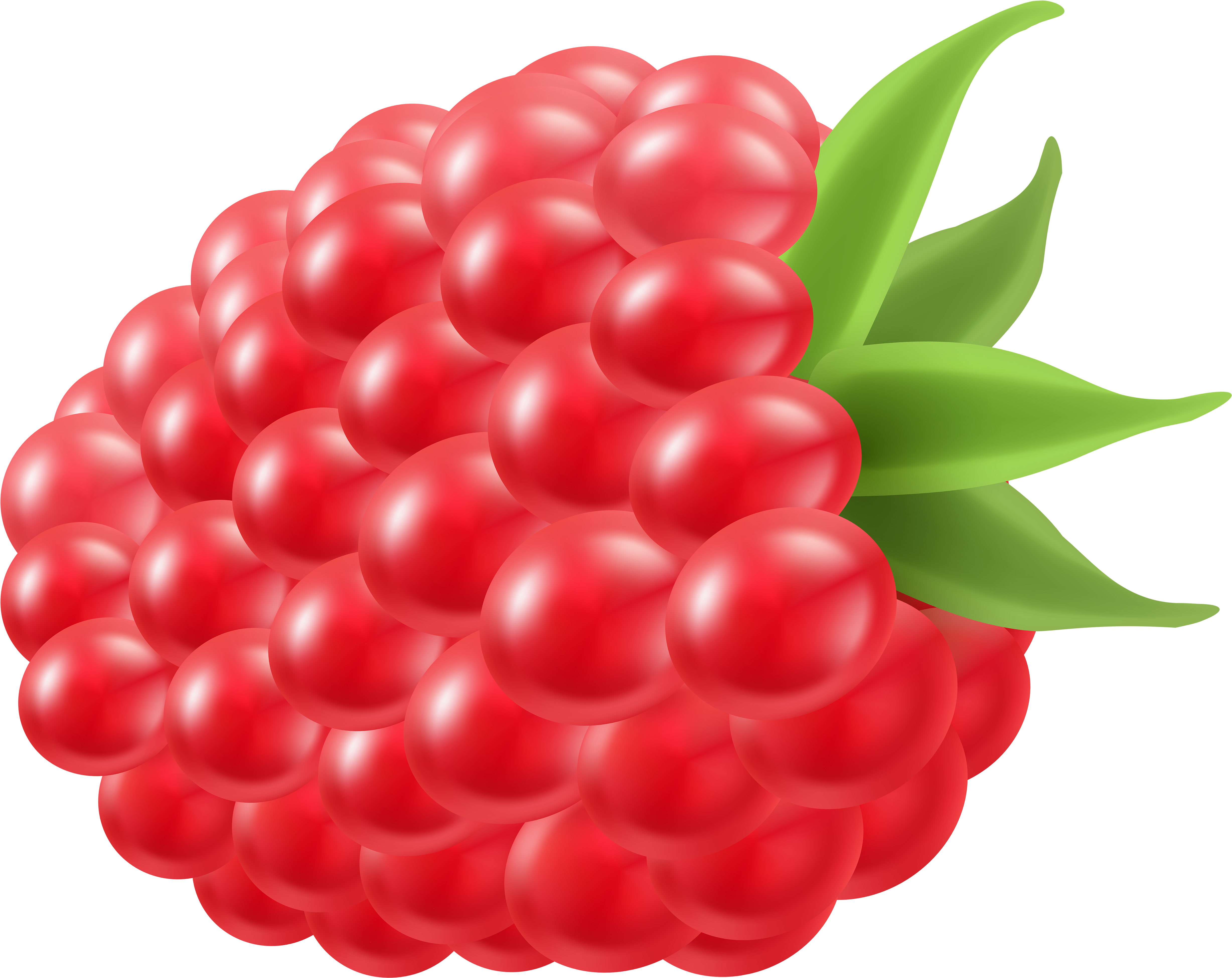 Berry Clipart Blue Raspberry - Clip Art Raspberry (5000x4002)