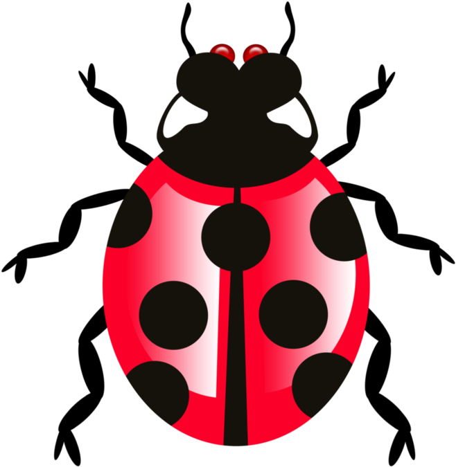 Bug Png - Portable Network Graphics (752x1063)