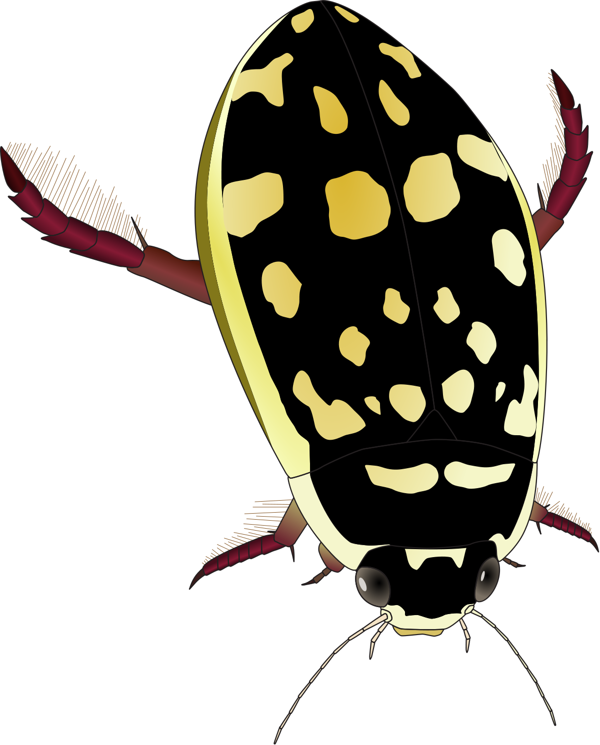 Thermonectus Marmoratus (2000x2485)