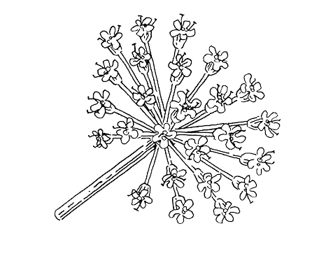 Angelica - Portable Network Graphics (500x469)