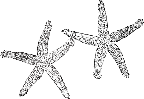Two Starfish Clipart (600x414)