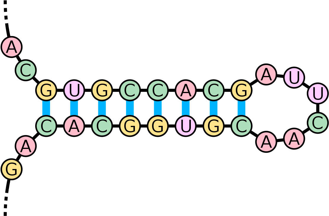 Stem Loop Rna (1200x818)