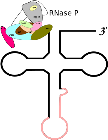 Clip Art (450x543)