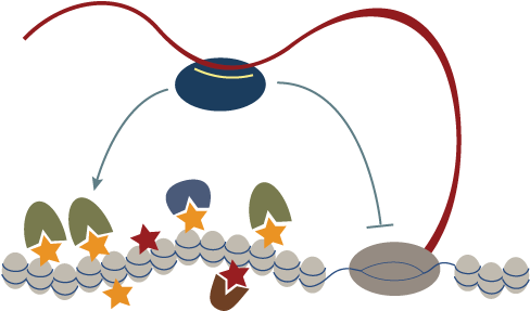 1) How The Pirna Pathway A Small Non-coding Rna Pathway - 1) How The Pirna Pathway A Small Non-coding Rna Pathway (500x308)