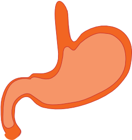 Clip Art Stomach (600x454)