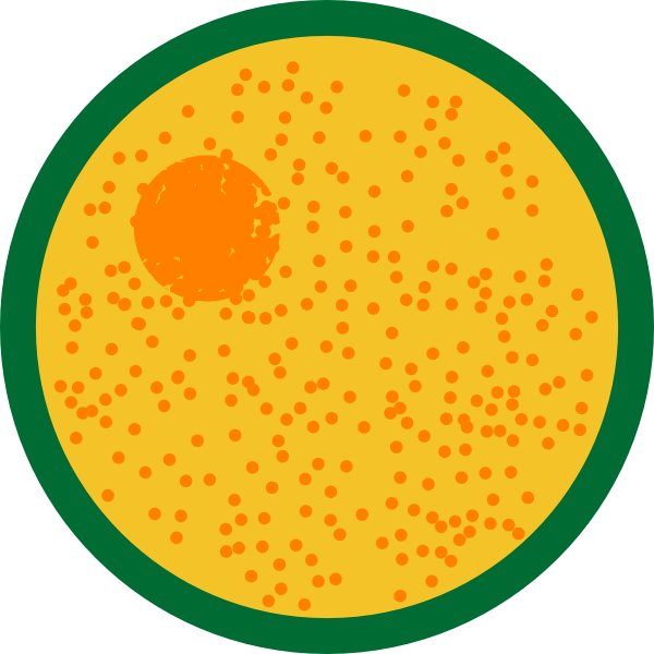 Interphase Clipart (600x600)