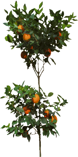 Tangerine (256x512)