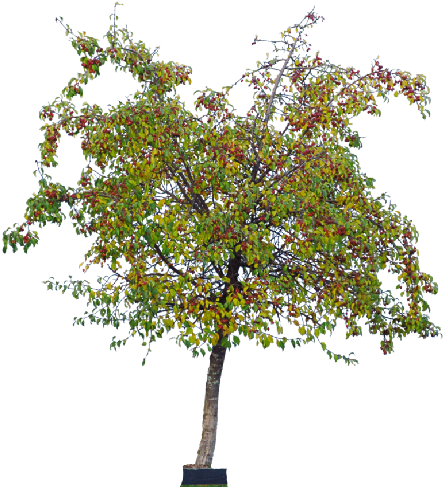 29 Jan 2015 - Tree (512x512)