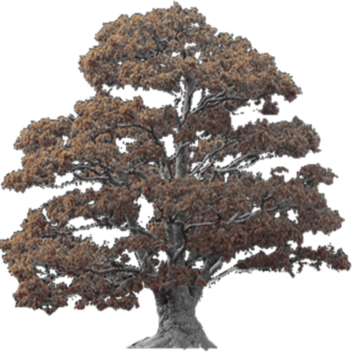 Bonsai (512x512)