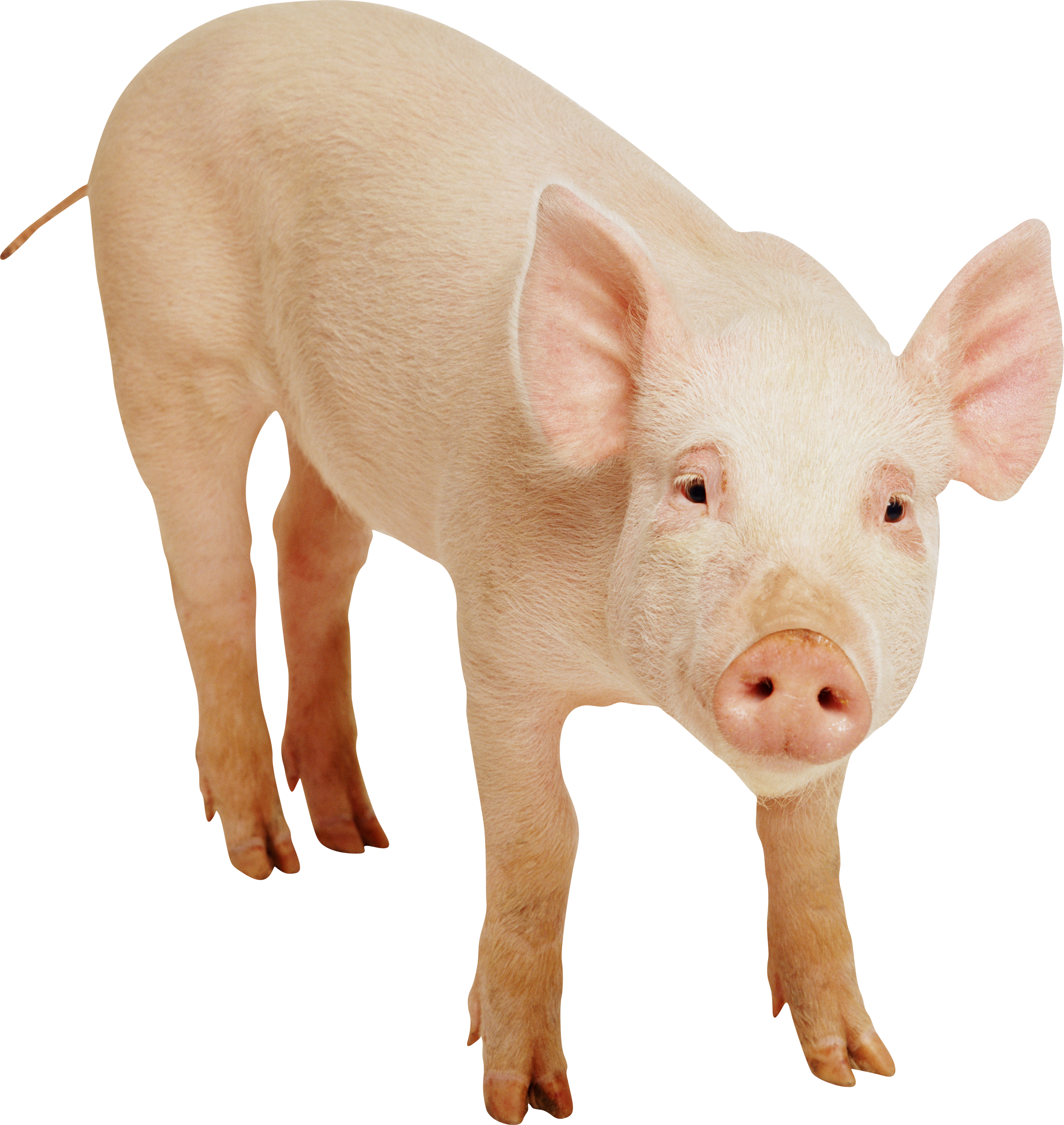 Pigs Png (2996x3168)