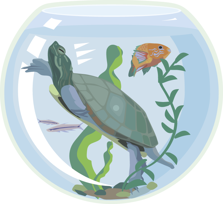 Turtle Aquarium - Sea Turtle (750x684)