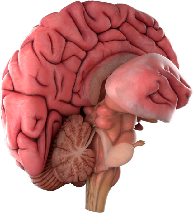 Brain - - Brain - (1000x811)