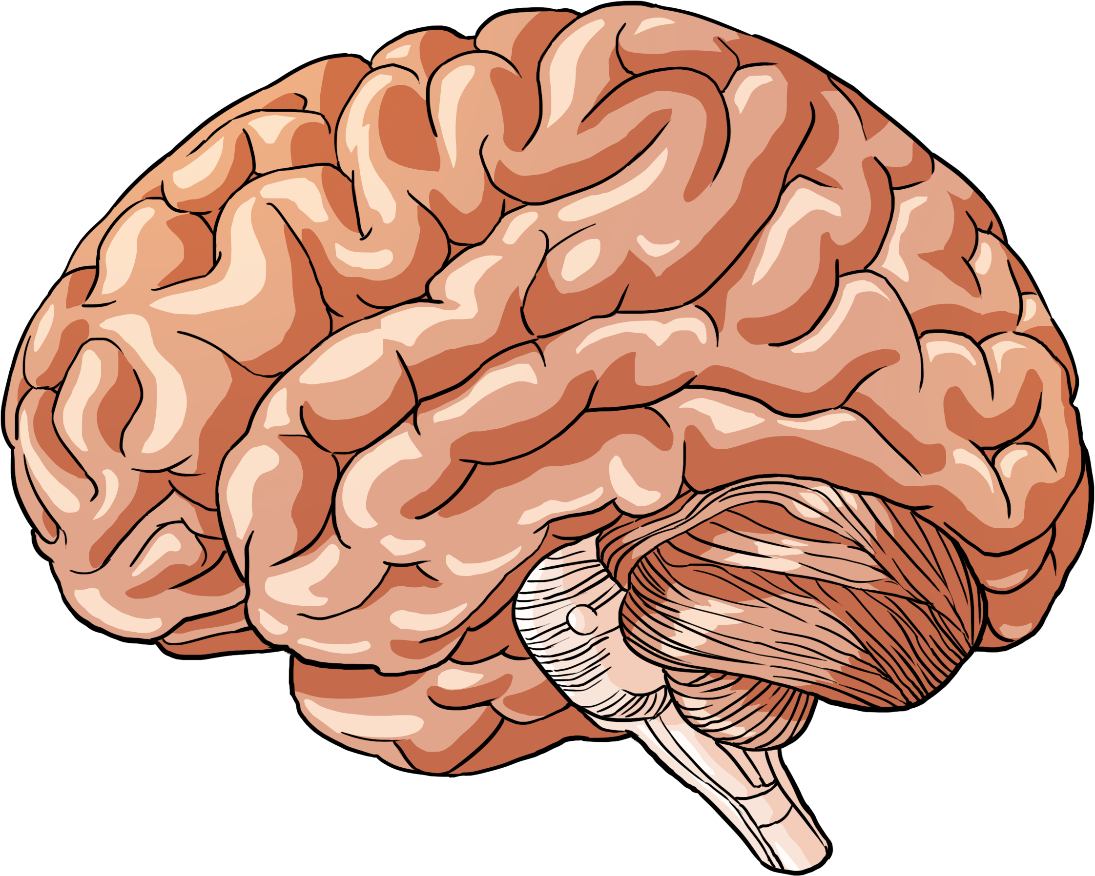 Brain 1 - Illustration (5100x3300)