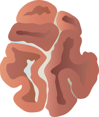 Lobophyllia Spp - Illustration (340x400)