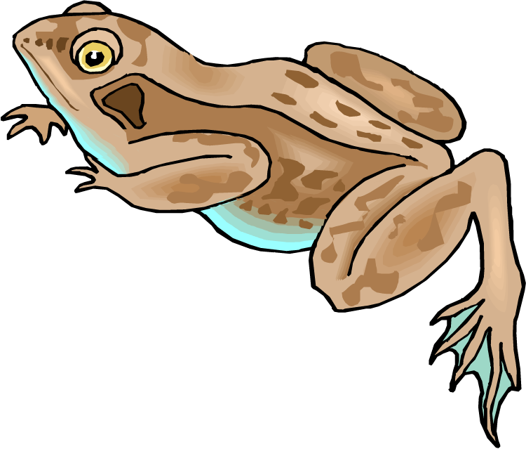 Frog - Brown Frog Cartoon (750x639)