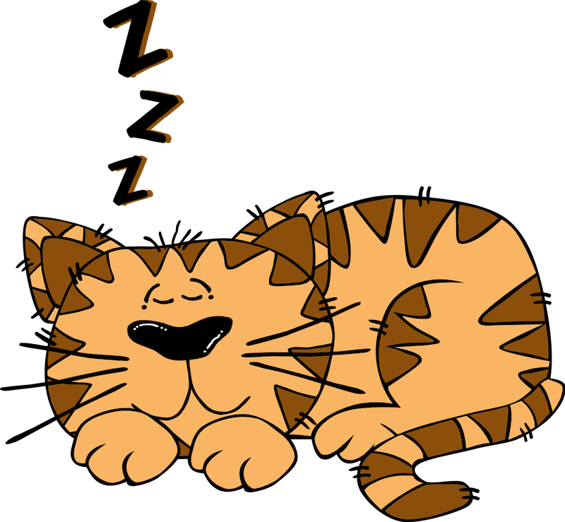 Library Class Clipart - Cat Sleeping Clipart (800x739)