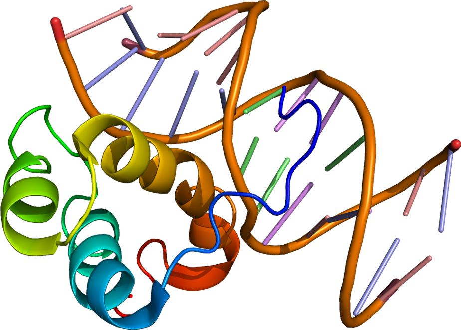 Pitx2 Transcription Factor (973x711)
