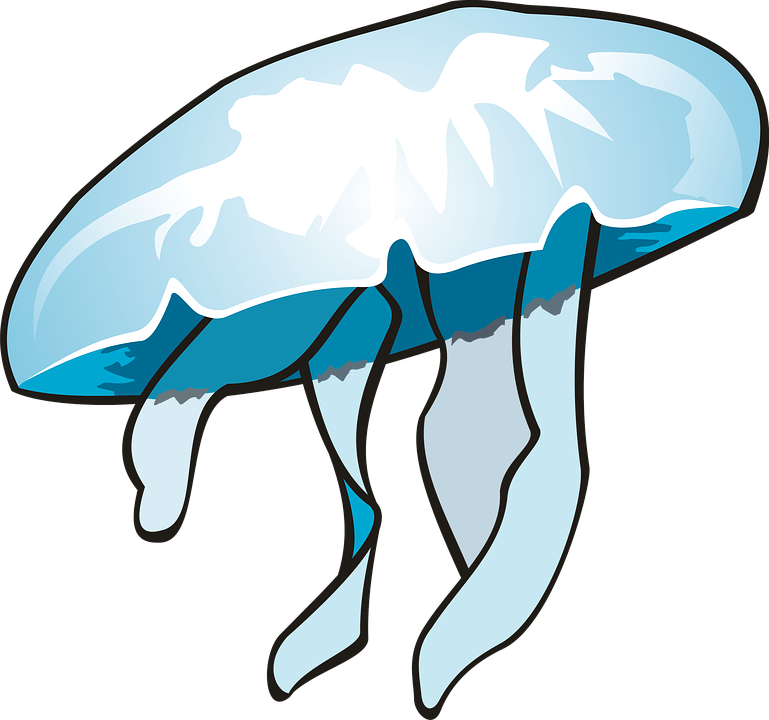 Jellyfish (769x720)