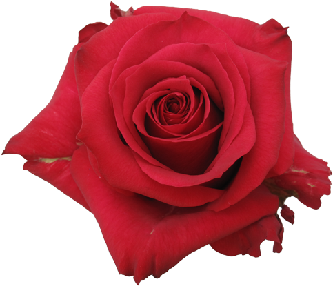 Rose Varieties - Rose (600x450)