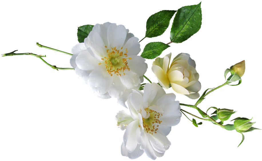 Rose, White, Single - Pixabay (960x589)