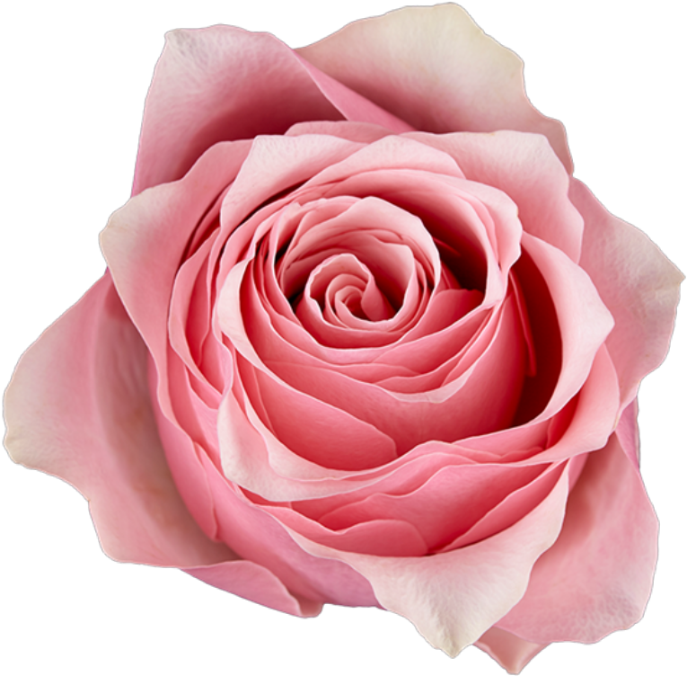 A - Rozen Celeb Omang (800x802)