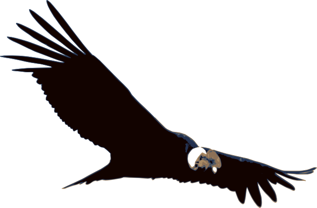 Elige Una Opcion Correcta - Condor (653x429)