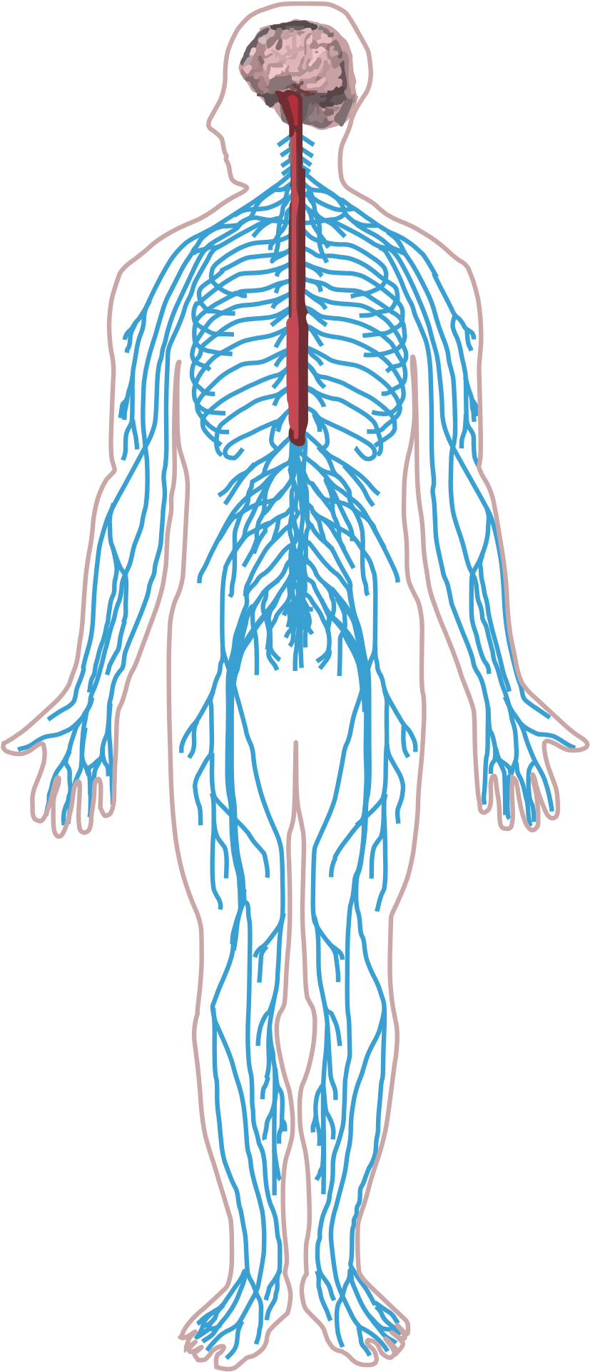 Peripheral Nervous System Png (2000x1984)