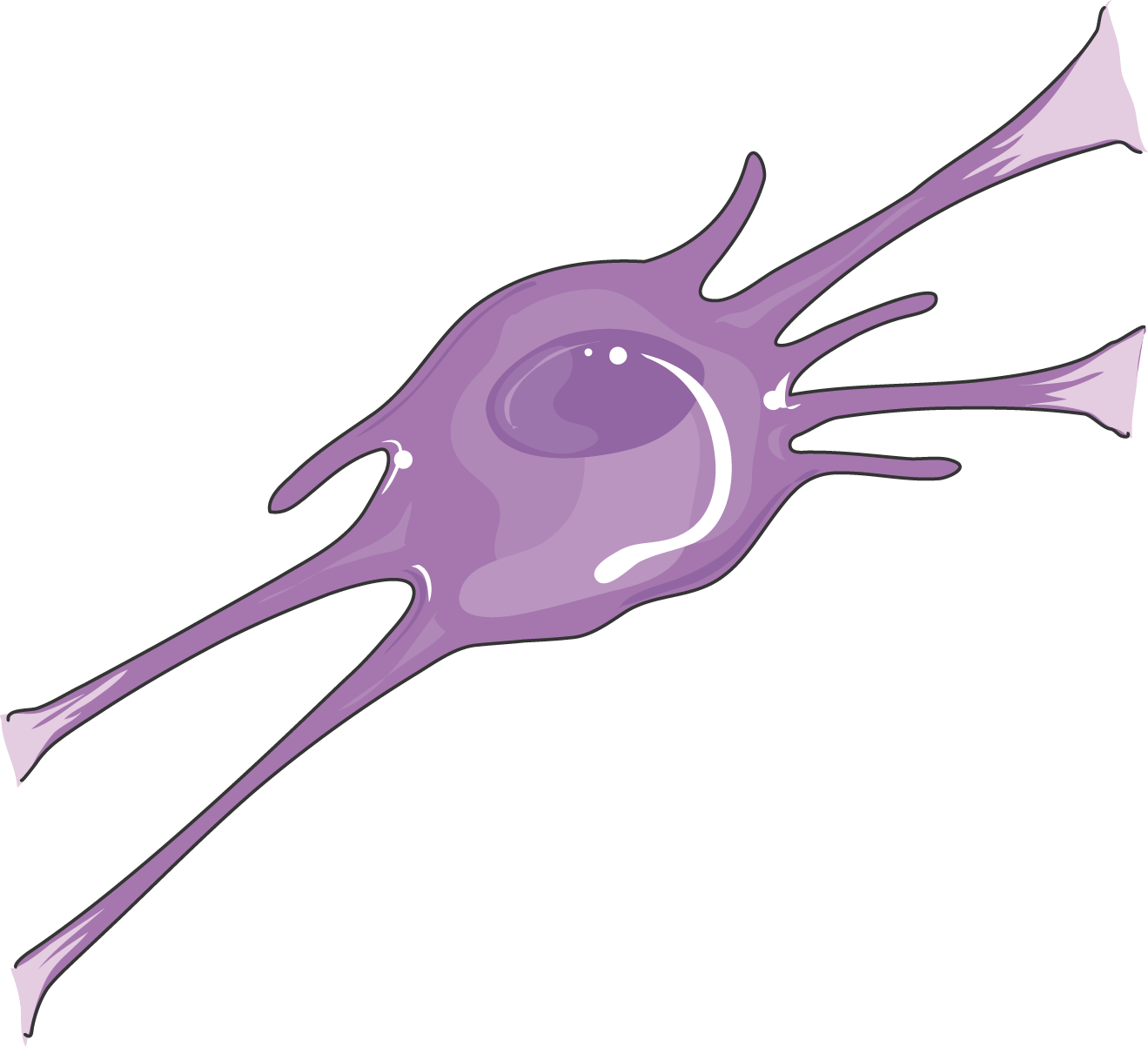 Oligodendrocyte - Oligodendrocyte (1319x1203)
