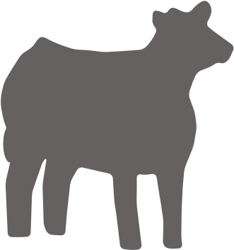 Replacement Heifers - Cow-calf Operation (600x400)