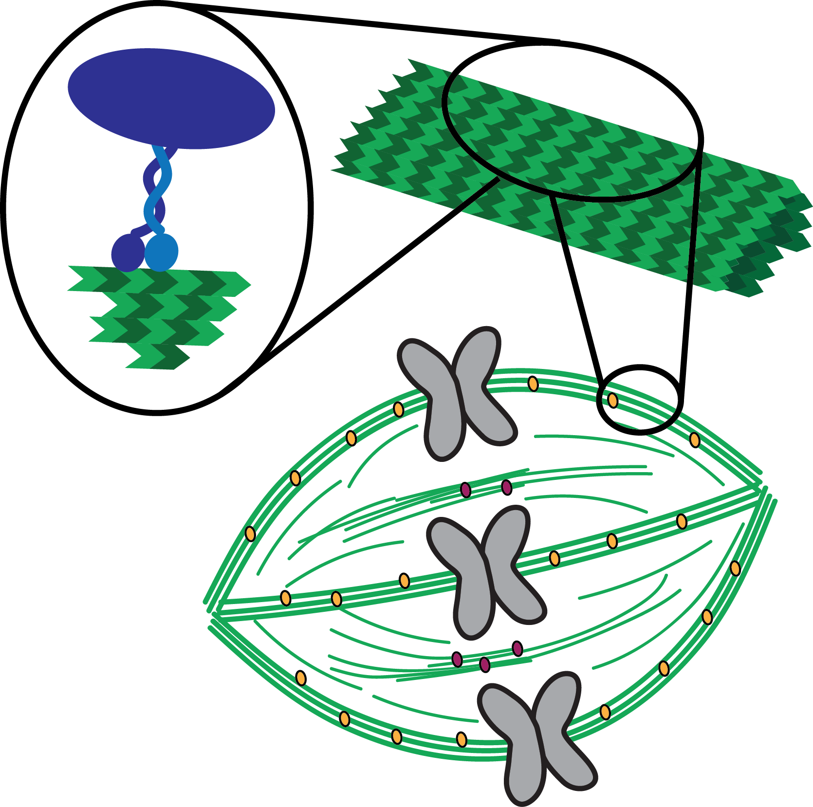 Elting Lab - Elting Lab (1670x1658)