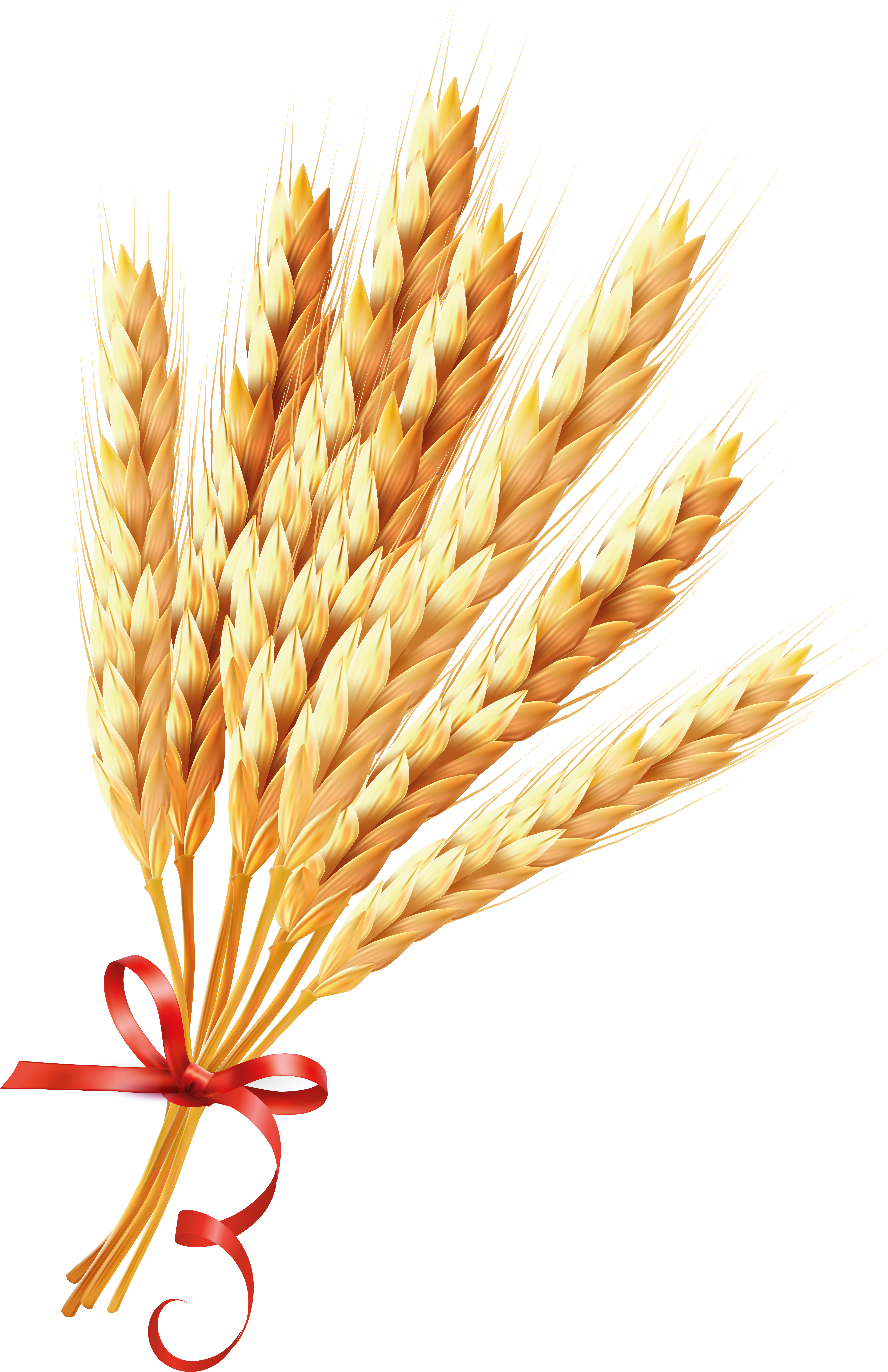 Wheat Ear Euclidean Vector Illustration - Vector Graphics (5274x8176)