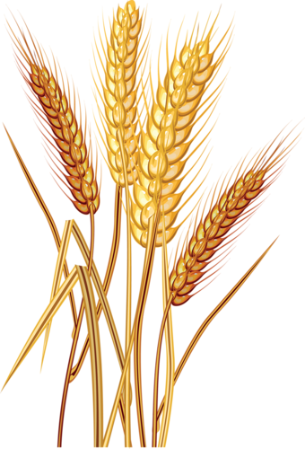 Рожь, Колосья, Стог Сена - Wheat Clipart (340x500)