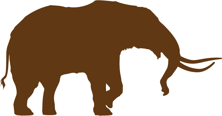 Explore The Skeleton - Indian Elephant (729x382)
