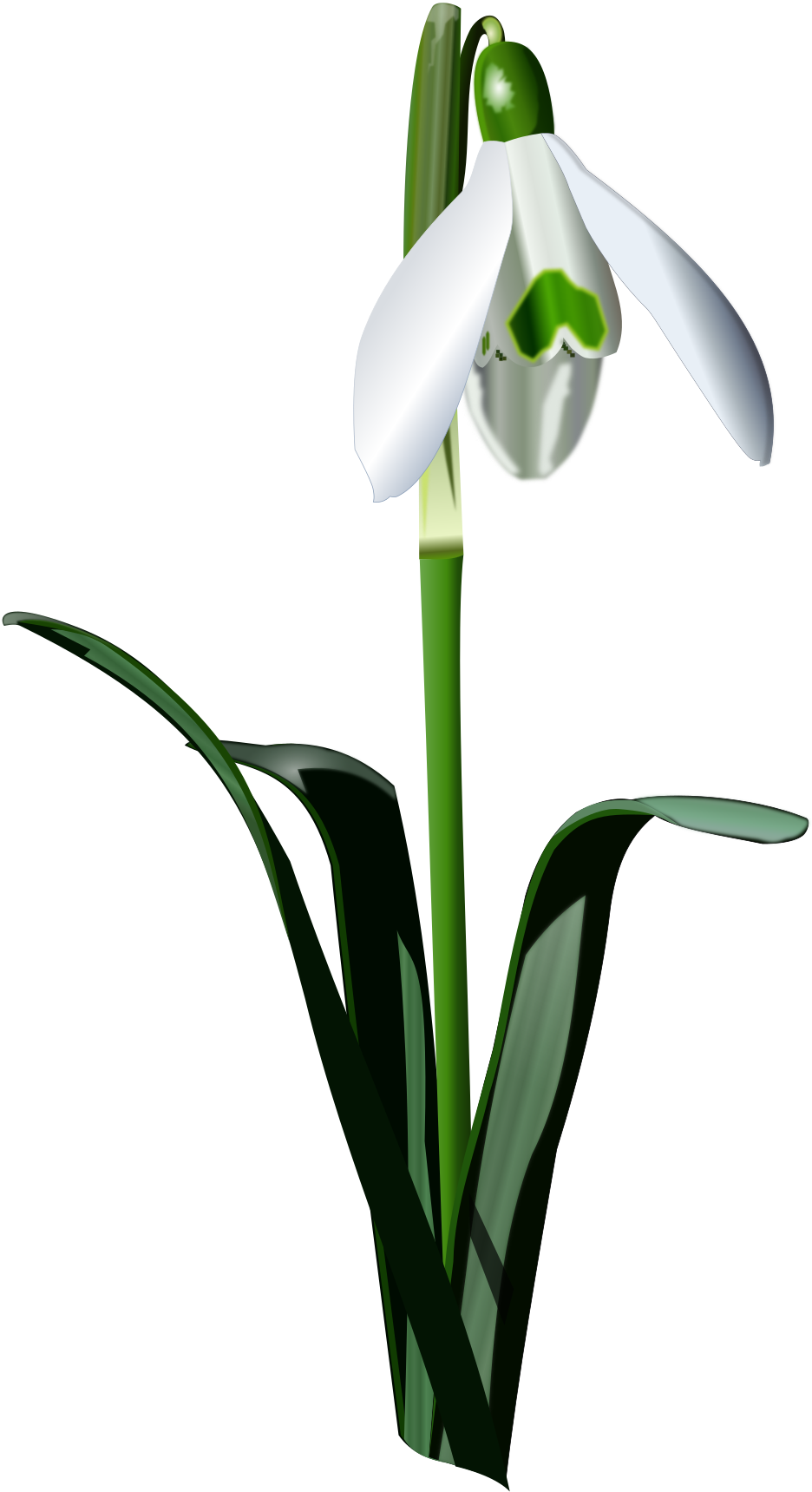 Snowdrop - Snowdrop Png (1605x2400)
