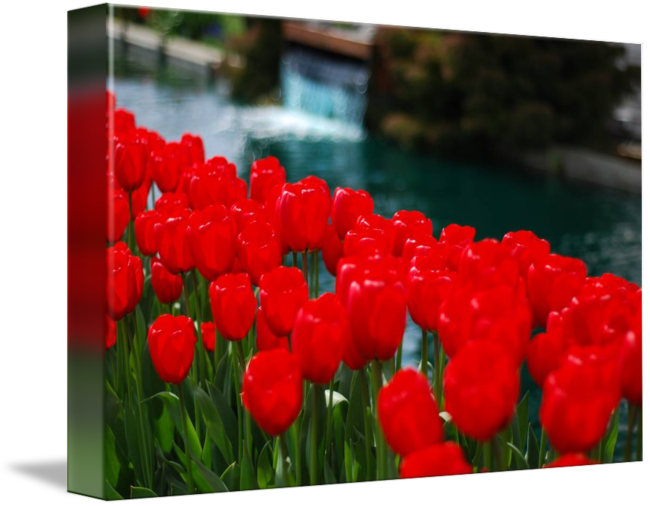 Sprenger's Tulip (650x506)