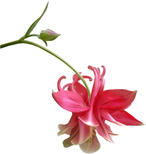 Morning (600x637)