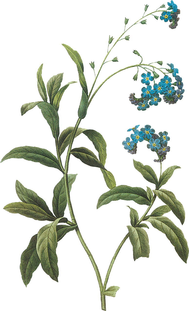 Альбом - Цветы - - Сделай Сам - Своими Руками - Botanical Flowers Prints (776x1280)