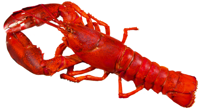 Image - American Lobster (669x372)