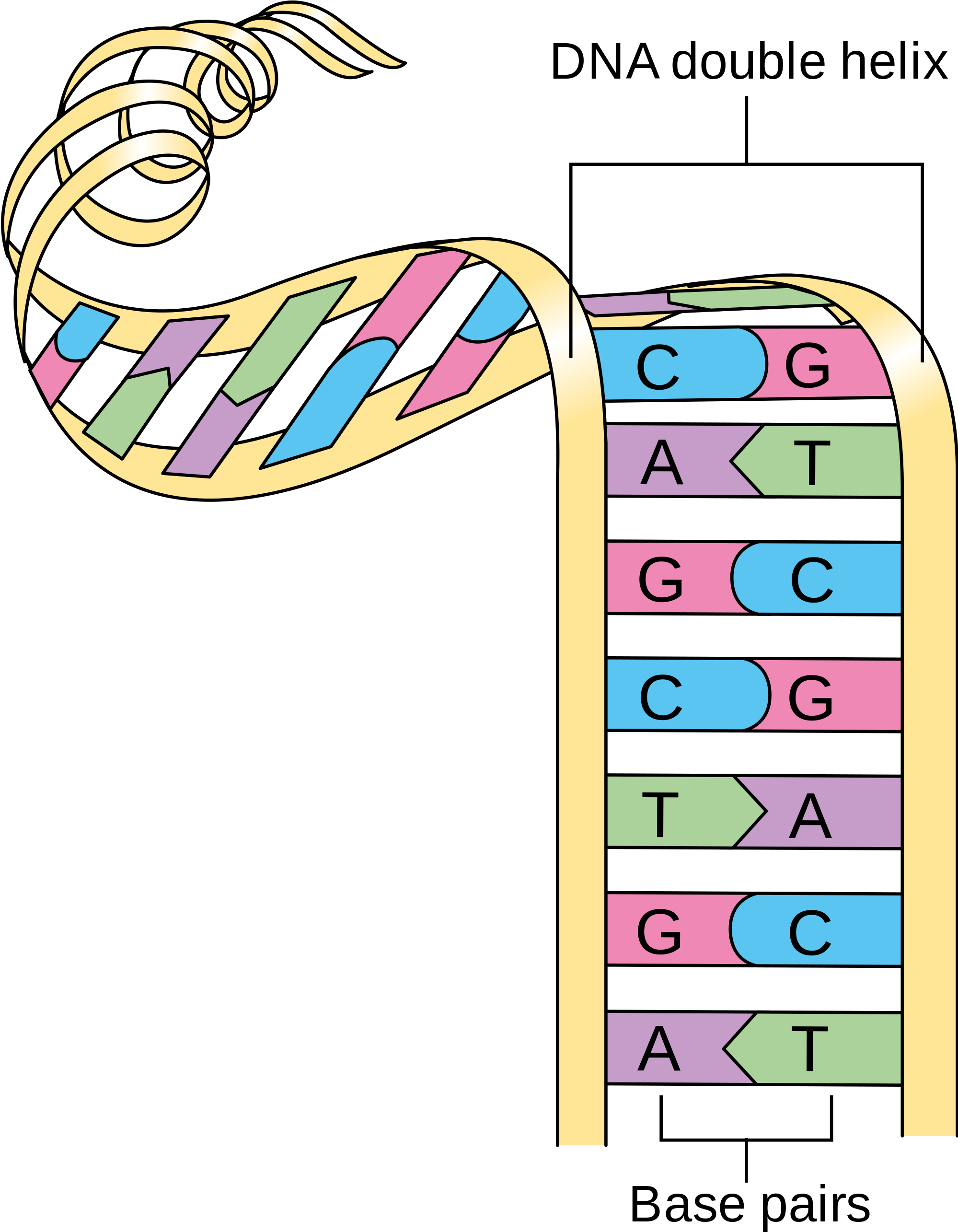 Open - Dna Nitrogen Base Pairs (2000x2580)