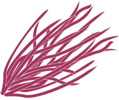 Laurencia Spp - Algae Vector (400x338)