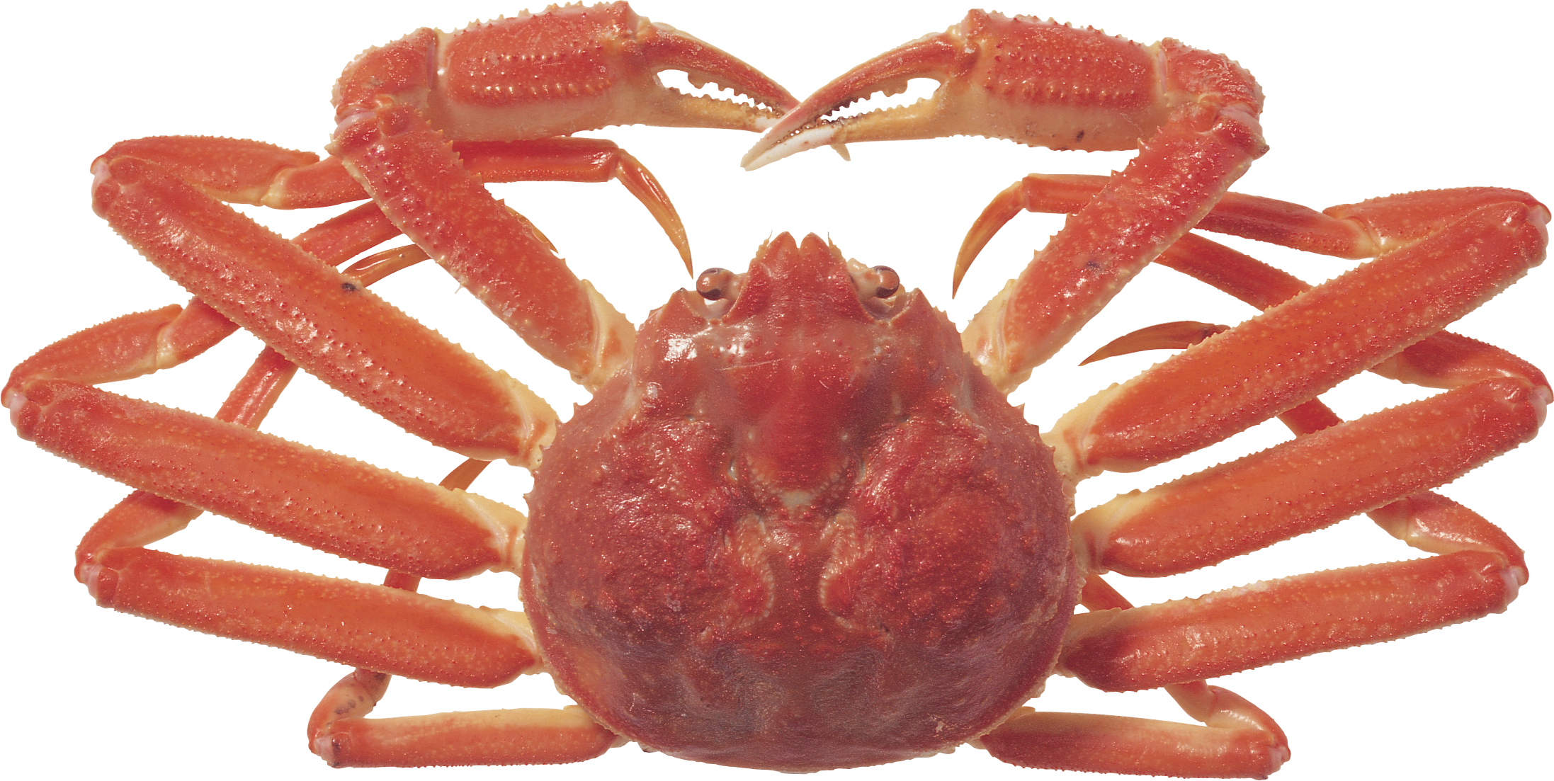 Crab (2194x1103)