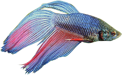 Wrasses (420x294)