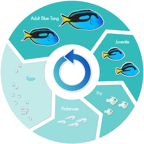 Blue Tang Life Cycle (600x596)