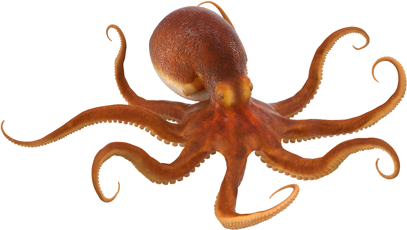 Portable Network Graphics - Octopus High Resolution (1332x752)
