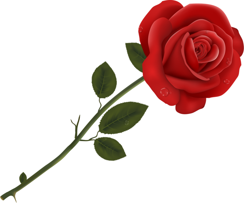 Яндекс - Фотки - Happy Rose Day (800x664)