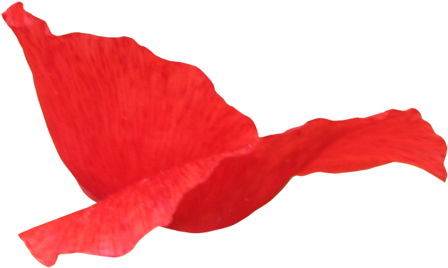 Red Flower Petals - Лепестки Роз На Прозрачном Фоне (649x379)