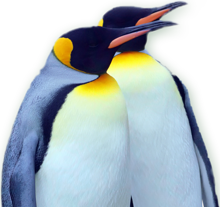 Chill Out - Emperor Penguin (724x681)