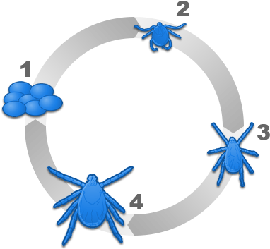Tick Lifecycle - Cat (400x400)